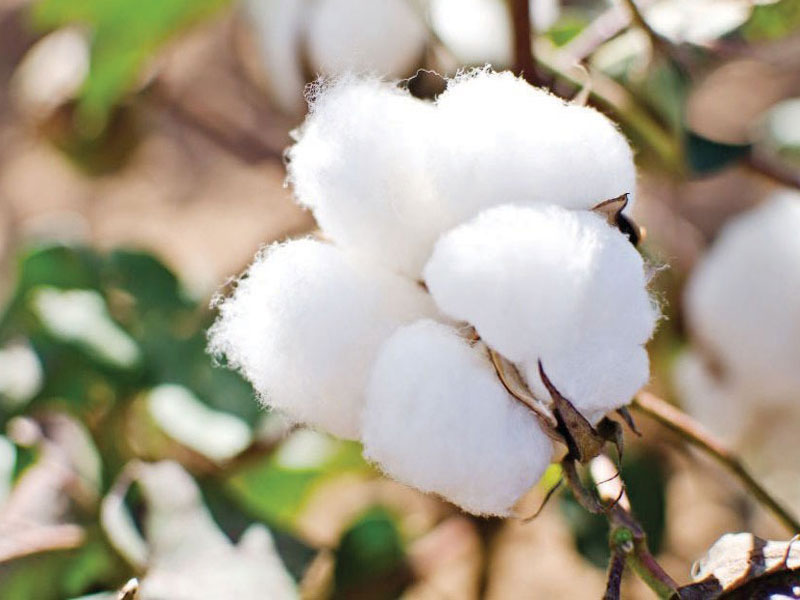 Cotton
